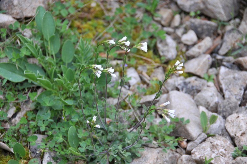 Arabis collina